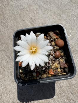 Turbinicarpus spec.
